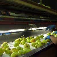 Orgullo provincial: gracias a las peras de Río Negro, el país es el segundo exportador mundial