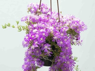 La planta de moda buena, bonita y barata que necesita todo principiante para decorar su jardín en primavera