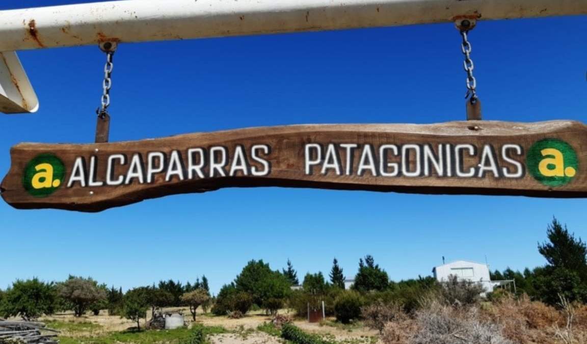 Las alcaparras más australes están en Madryn. Fuente: (Twitter)