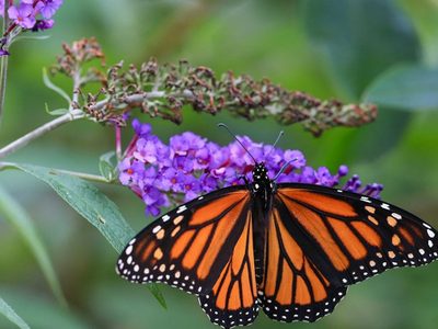 Curiosidades sobre las mariposas que te dejarán perplejo