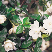 El secreto viverista para curar tu planta de Jazmín si sus hojas están muy amarillas