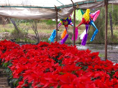 Brugada da banderazo a venta de flor de Nochebuena en CDMX