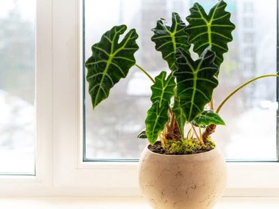 Por qué mi Alocasia tiene las hojas amarillas: mirá este truco de los viveros para recuperarlas en semanas