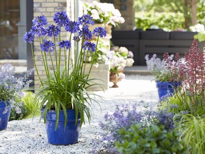 El truco de los viveros para reproducir y propagar los agapanthus