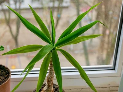 La planta de exótico tronco que, según el Feng Shui, atrae la fortuna y la abundancia