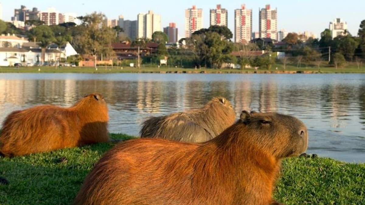 Denuncian desalojos de carpinchos en Nordelta