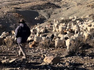 Crece apropiación ilegal de tierras por parte de terratenientes, aseguran crianceros