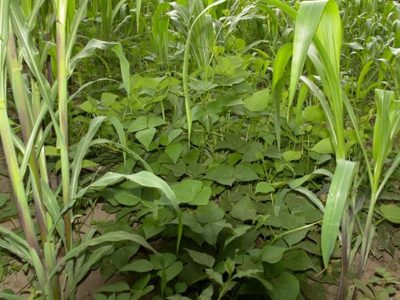 Cuidado: estas son las 2 plantas venenosas que podrían estar creciendo en tu jardín como maleza y no lo sabías