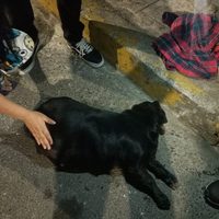 Sujeto golpea con un palo a una perrita en gestación en Coyoacán; fue detenido