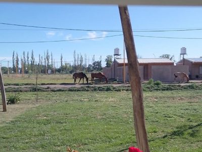 Vecinos de Nueva España denunciaron que hay vacas y caballos sueltos en el loteo Sommadossi
