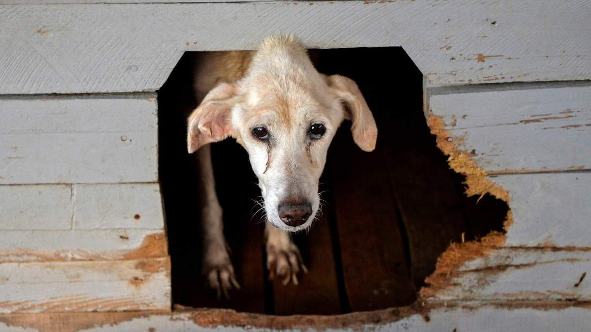 Los perros de la calle en Cuba  abundan y las organizaciones sociales exigen medidas de protección reales. Fuente: (Twitter)