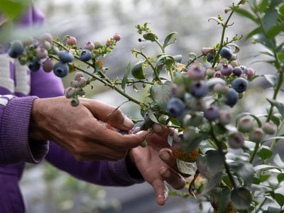 De la verdulería a tu huerta: la técnica que no falla para plantar arándanos y lograr una planta rozagante en tu jardín