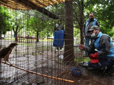 Cerró un centro de recuperación en Entre Ríos: trasladaron 127 animales silvestres