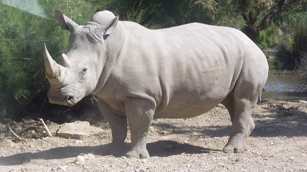 African Parks