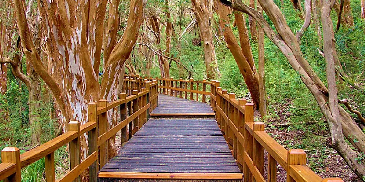 Bosque Arrayanes. Fuente: (Plataforma 10)
