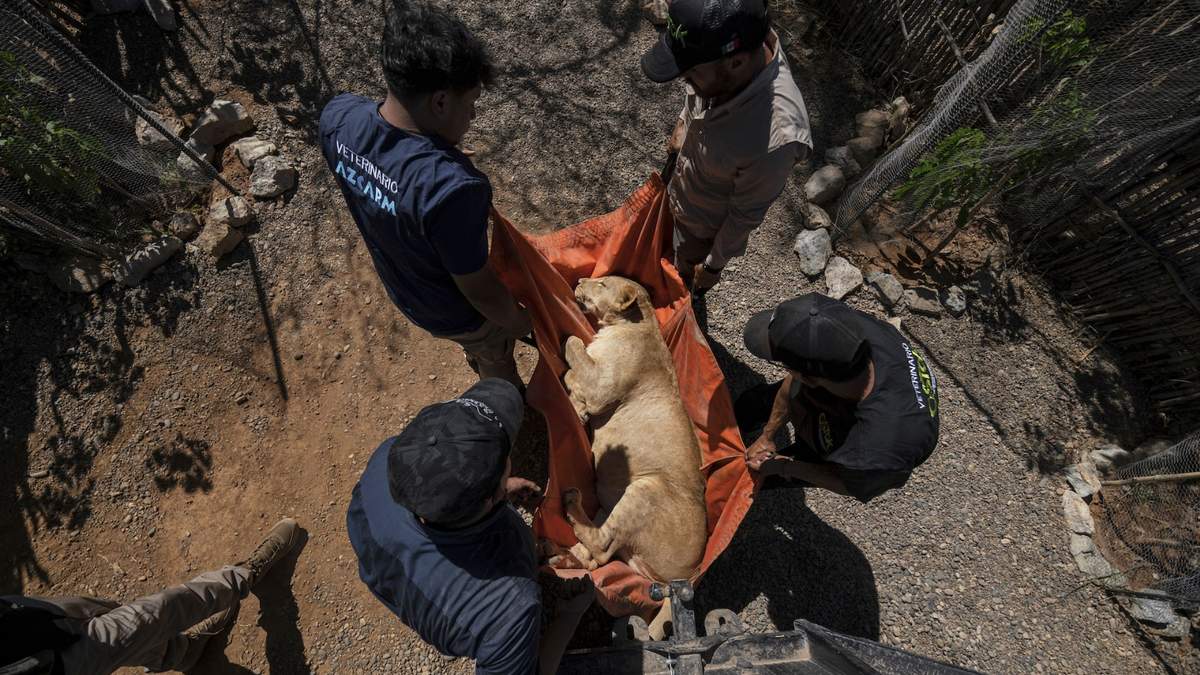 Varias personas cargan a una leona hacia una jaula de transporte en el refugio de animales del santuario Ostok, a las afueras de Culiacán