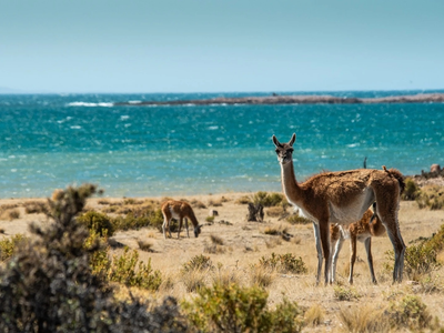 Ruta Azul, una experiencia con sabor a mar y alma patagónica: cuándo es el mejor momento para ir