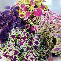 Ideal para principiantes: la planta que está de moda por sus colores y requiere muy pocos cuidados