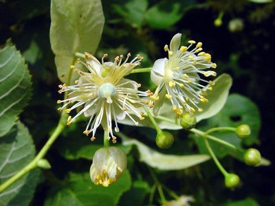 La planta "mágica" que tiene propiedades para combatir el insomnio y disminuir el estrés