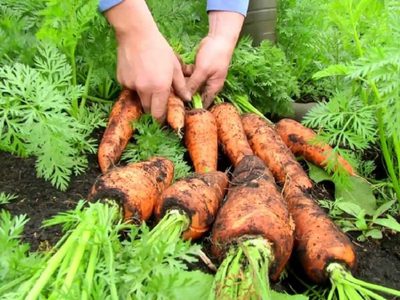 No tires las zanahorias cuando se ponen blandas: mirá este truco para revitalizarlas y dejarlas como nuevas