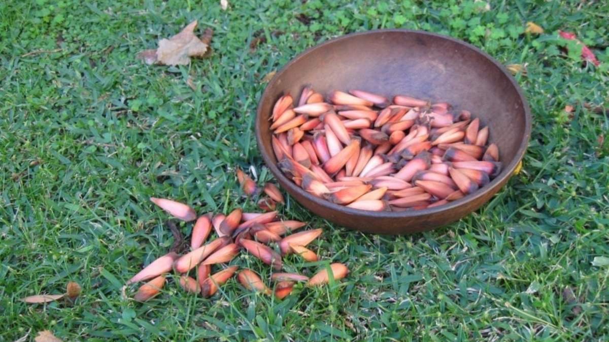 Piñones de araucaria. Fuente: (Instagram)