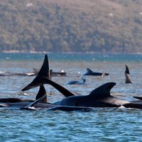Triste imagen: centenares de ballenas varadas en Tasmania