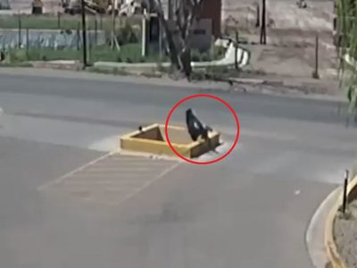 ¡Qué peligro! Un zanjón se tragó a un peatón en Guaymallén