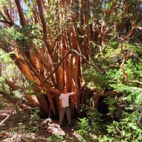 Encontraron en Villa La Angostura un arrayán gigante que es único en el mundo