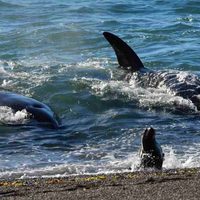 El 16 se inicia la temporada de orcas en Península Valdés