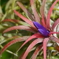 Las plantas que pueden vivir en cualquier lugar: solo necesitan aire y dan las flores más hermosas y llamativas