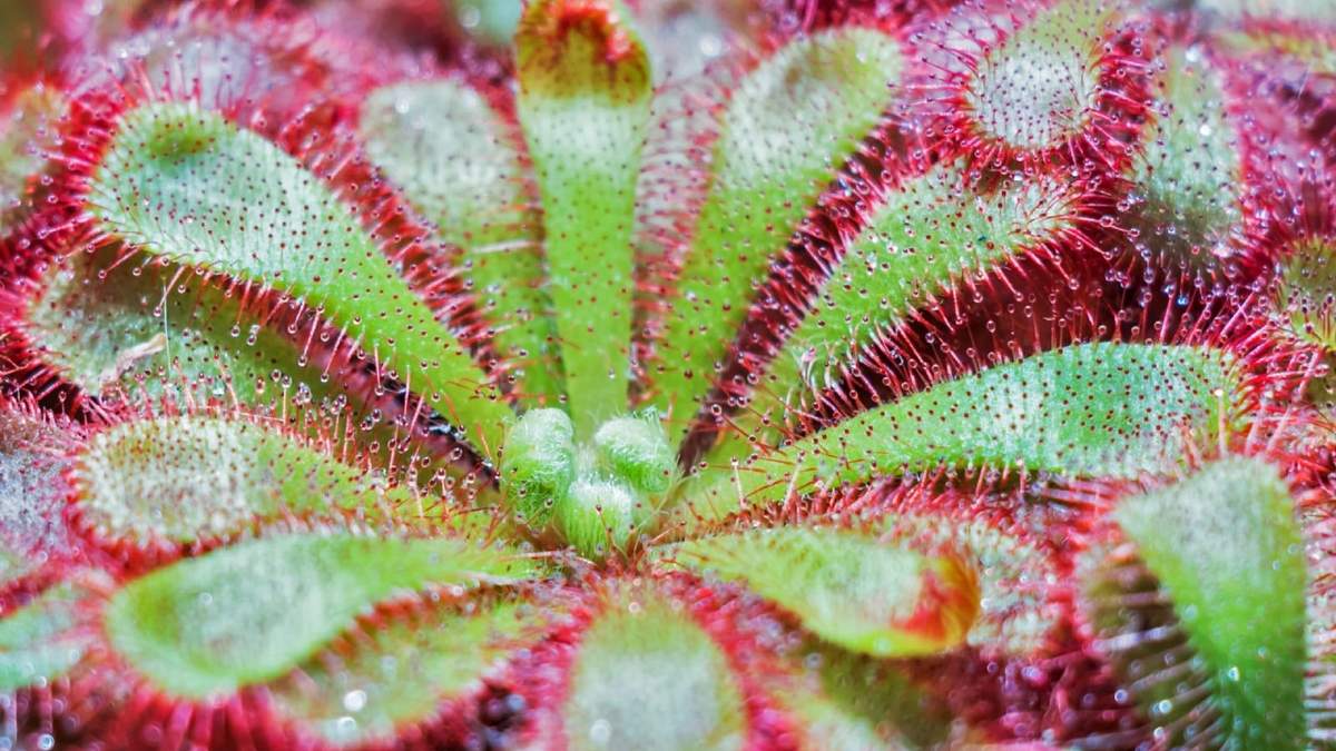 Drosera. Fuente: (Especial)