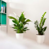 Las plantas que aguantan todo, necesitan pocos cuidados y son tendencia en decoración