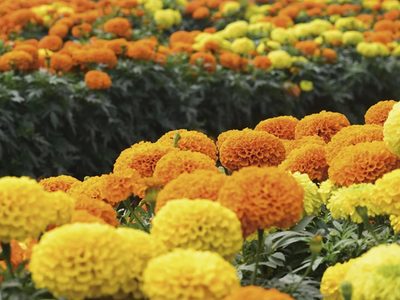 La planta que da hermosas flores amarillas y que es muy buscada porque repele los mosquitos y las plagas de tu jardín