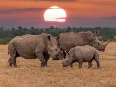 La mayor granja de rinocerontes del mundo será subastada por esta razón