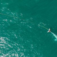 Rescatistas buscan a ballena gris atrapada en una red