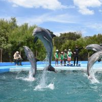 Los cuidadores del ex-Aquarium aseguran que los delfines están en buen estado y revelaron por qué no pueden ir a Mundo Marino