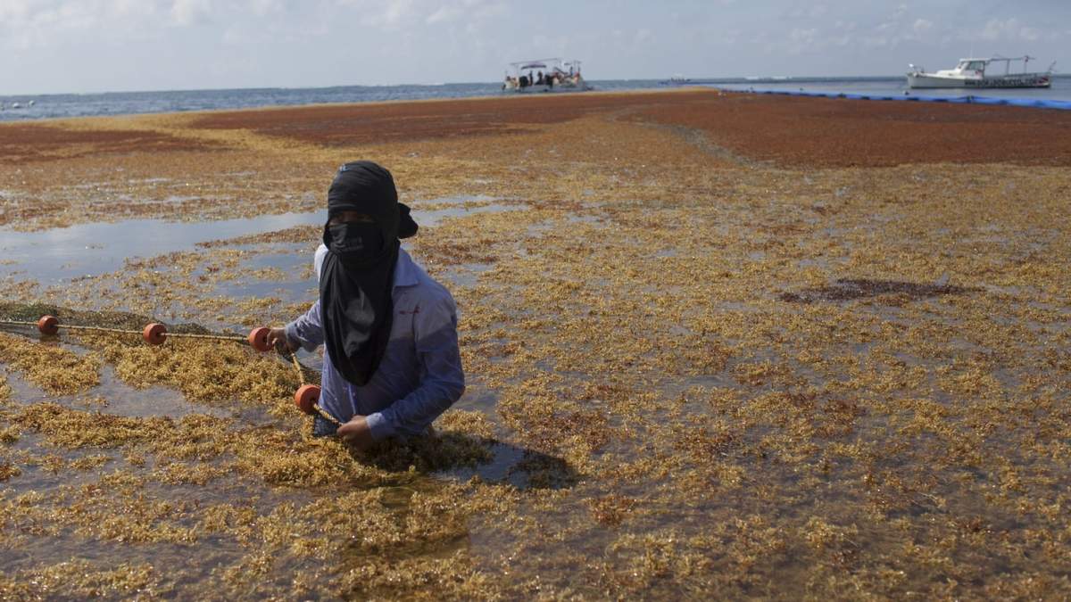 Sargazo en playas de Quintana Roo
