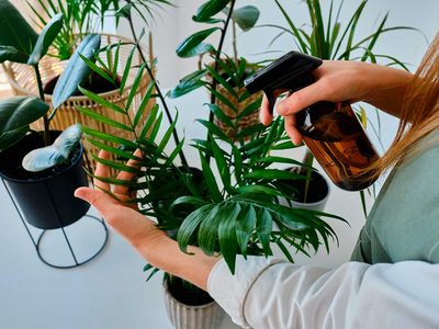 No gastes una fortuna: mirá cómo revitalizar tus plantas usando solo 1 producto que tenés en tu botiquín