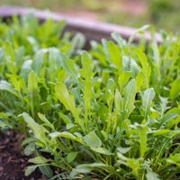 Sin comprar semillas: cómo cultivar tu propia planta de rúcula en casa a partir de la raíz