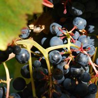 Tannat, la cepa que encontró su lugar en Uruguay