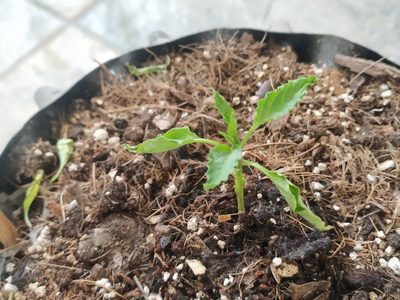 Si la tierra de tus plantas se ve así, prepará este poderoso remedio y mirá los resultados en 3 días
