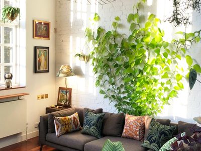 Una jungla urbana: descubrí por qué están de moda las enredaderas de interior