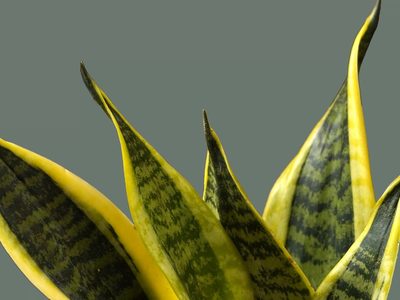 Por qué se ponen amarillas las hojas de mi Sansevieria y cómo solucionarlo