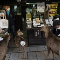 ¡Increíble! La otra cara del coronavirus: los animales invaden las ciudades en cuarentena