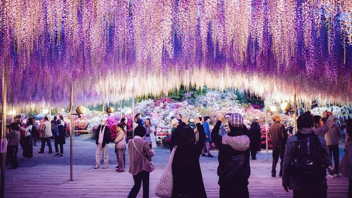 La glicina más antigua del Japón. Fuente: (Instagram)