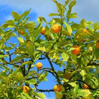 El truco de las abuelas para que tus árboles frutales se llenen de frutos y sus hojas crezcan rozagantes