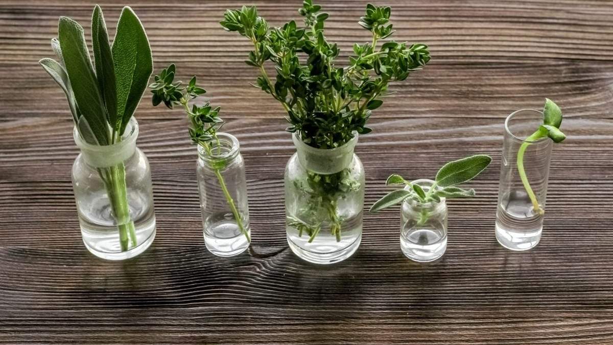 Cómo cultivar hierbas aromáticas en agua. Fuente: (X)
