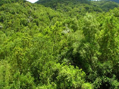 Los bosques habrían frenado la desertificación de Chile, incluso los monocultivos forestales