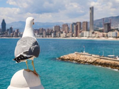 Cinco curiosidades sobre las gaviotas que te sorprenderán