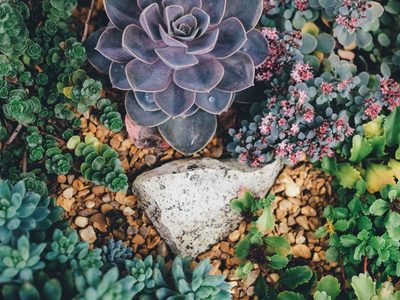 Conocé las suculentas que aman el sol y sin duda disfrutarán los días más lindos de la primavera